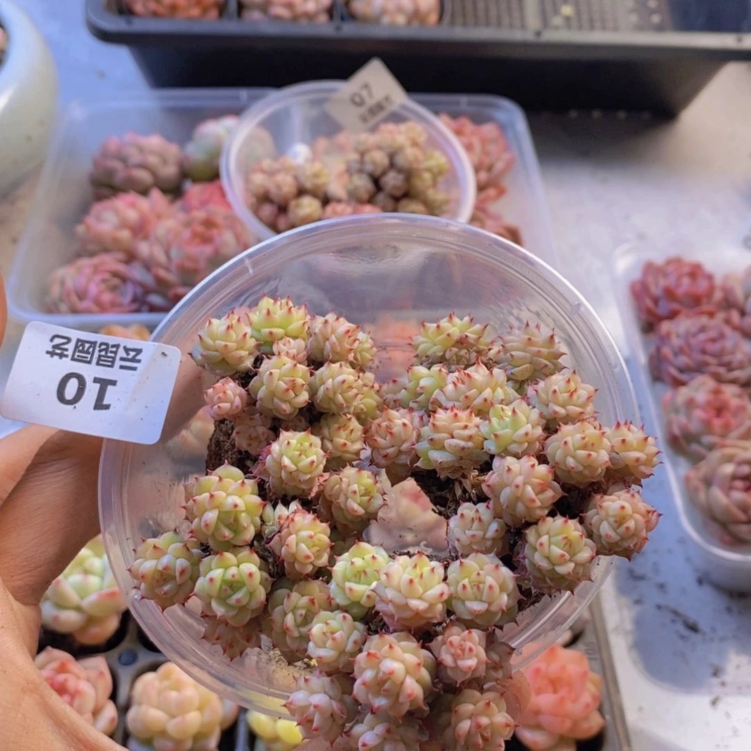 _***然一物一拍。    010。