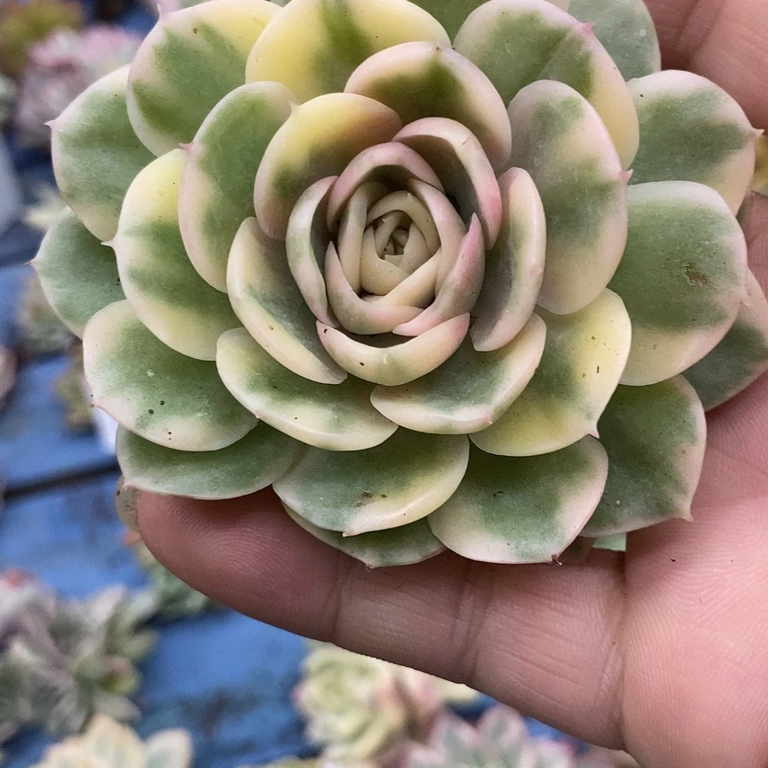 145昂斯诺彩锦炸多肉植物