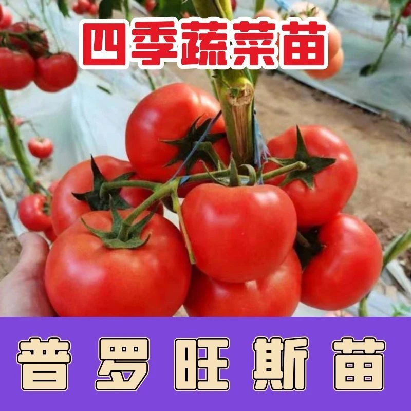 西红柿秧苗普罗旺斯苗大粉沙瓤阳台庭院种植（现挖带土发货）