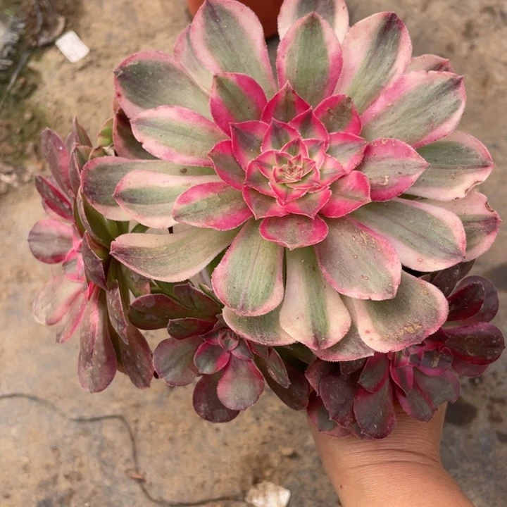 4031荔枝多肉123446789