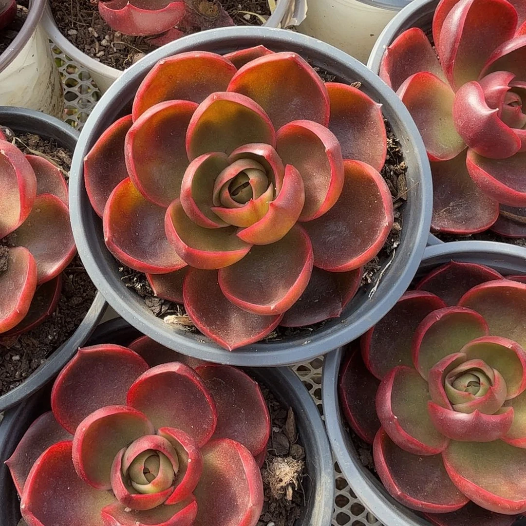 红灯多肉植物精品