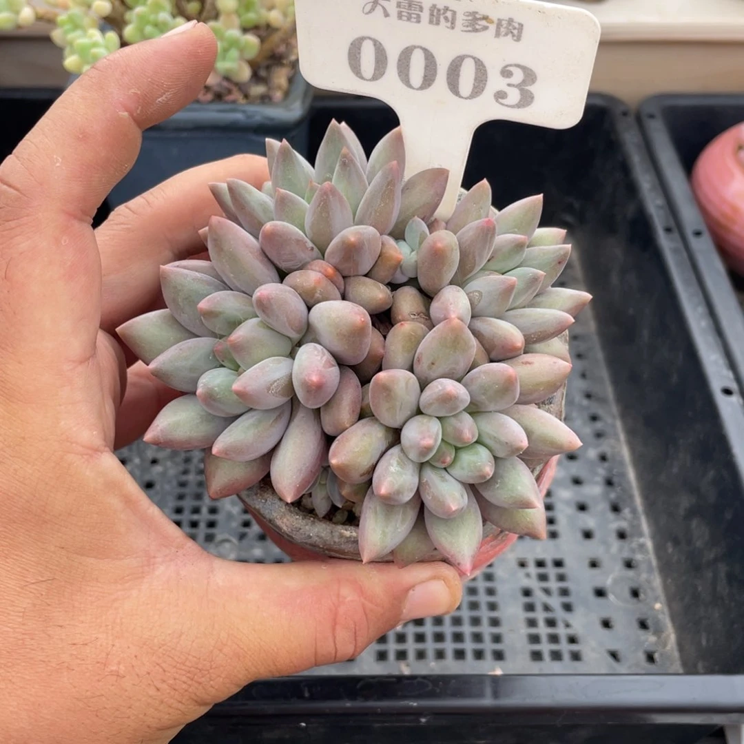 0003红蜻蜓不带盆10厘米