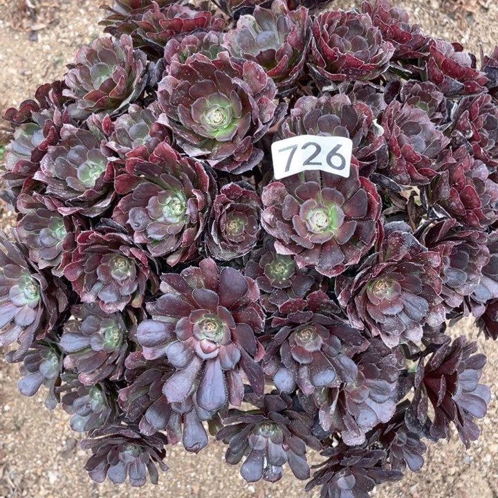 婵*726多肉植物黑萝莉