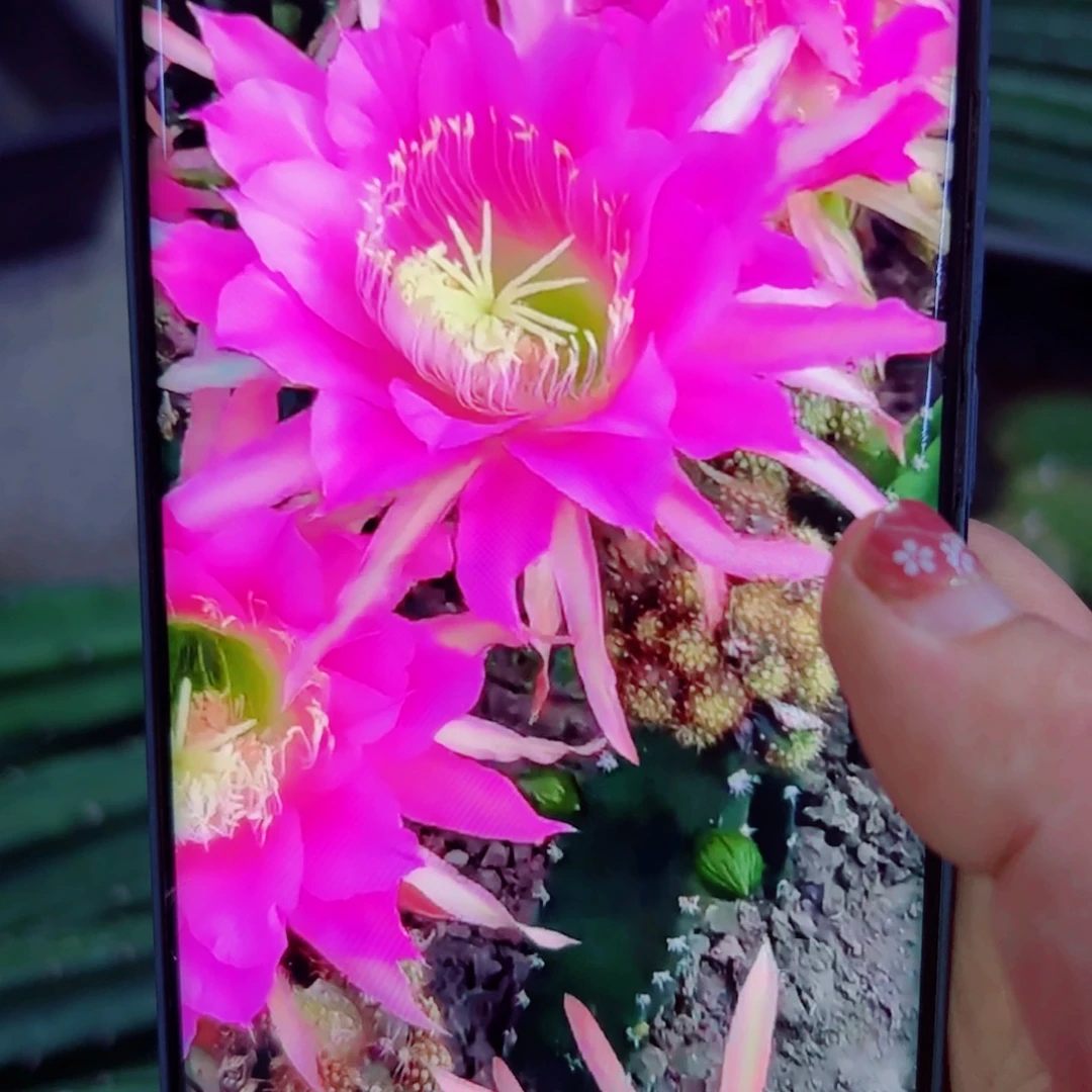 下41红花秀普斑点歪无根侧芽25公分左右20包邮