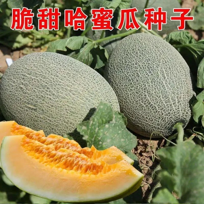 F165奶油蜜王哈密瓜种子南北方四季水果哈蜜瓜甜瓜香西瓜阳台蔬菜
