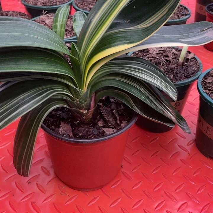 君子兰四季开花稀释甲醛