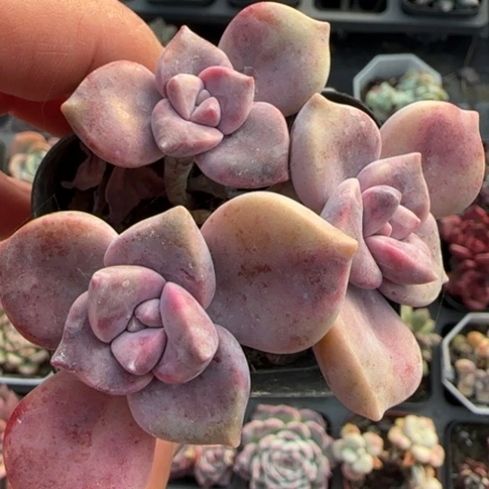 26紫乐多肉植物多