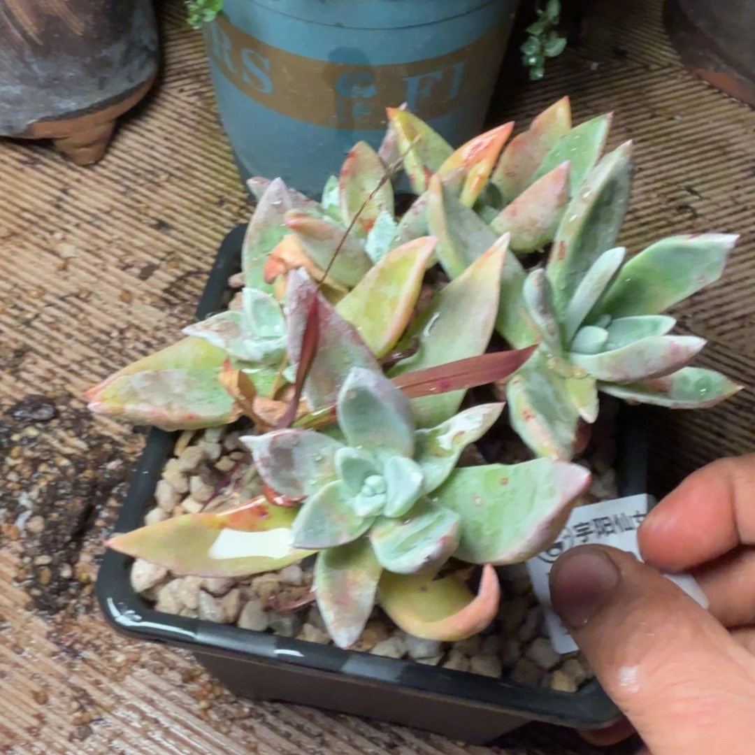 6085御剑苹果叶多肉