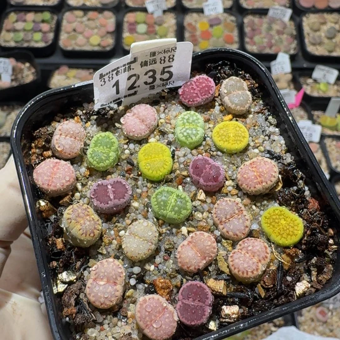 zzzz生石花肉锥1235