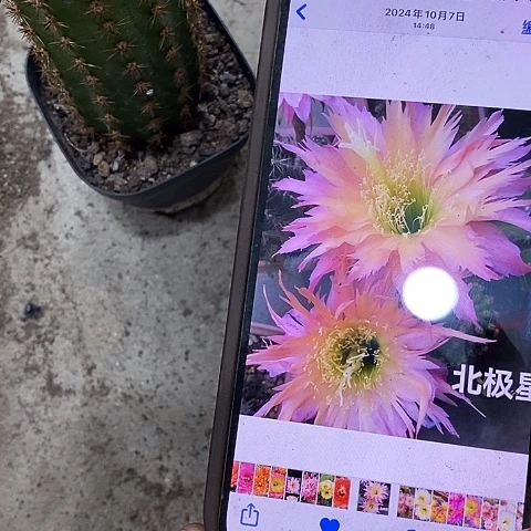 北极星毛花，高10公分左右