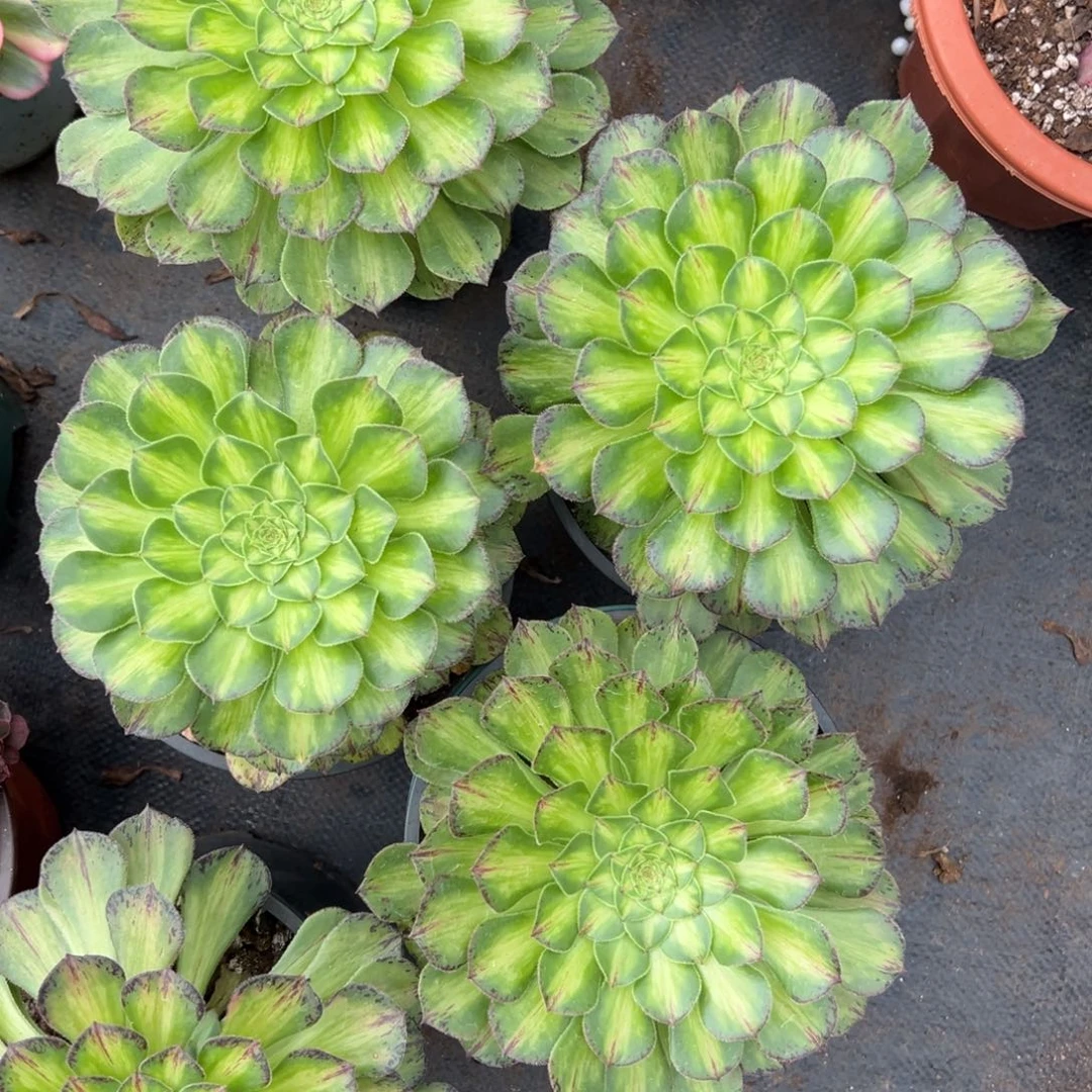 4颗绿知否多肉植物20
