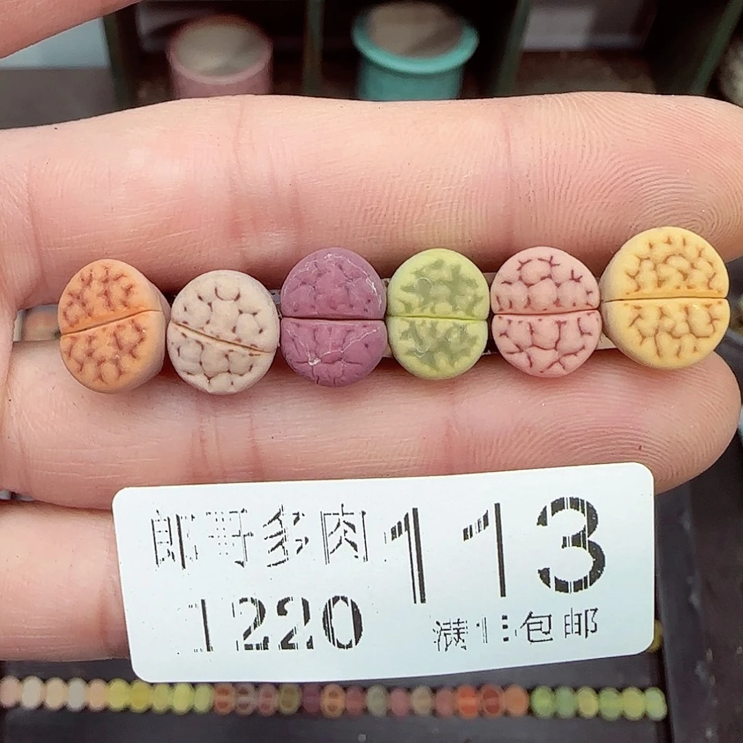 满满18包邮1220-113