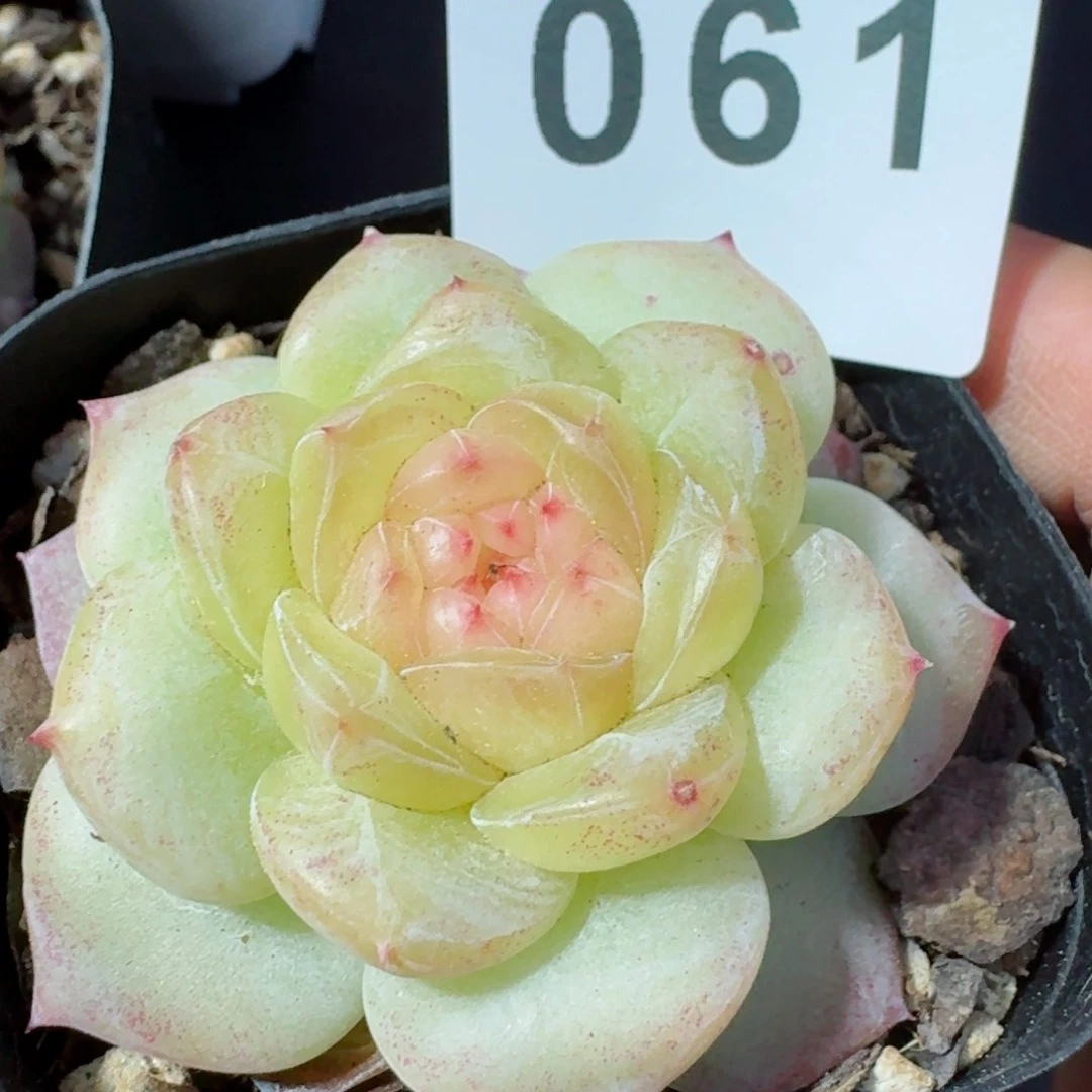 如花珍妮         精品多肉