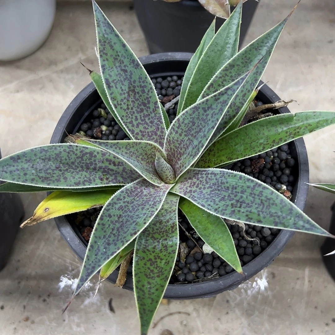 薰衣草夫人一物一拍偏远不包邮不退不换