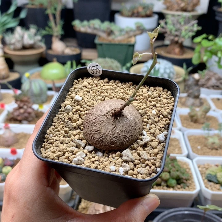 南非龟甲龙带盆355