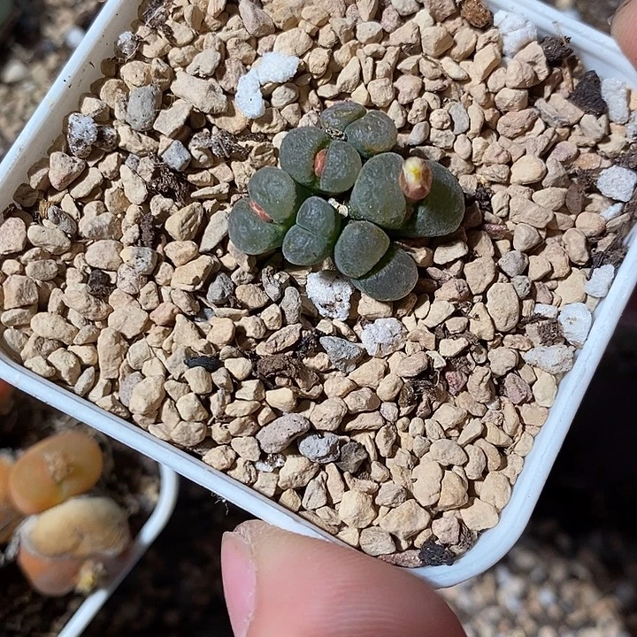 31365。     群生六头绿风铃。