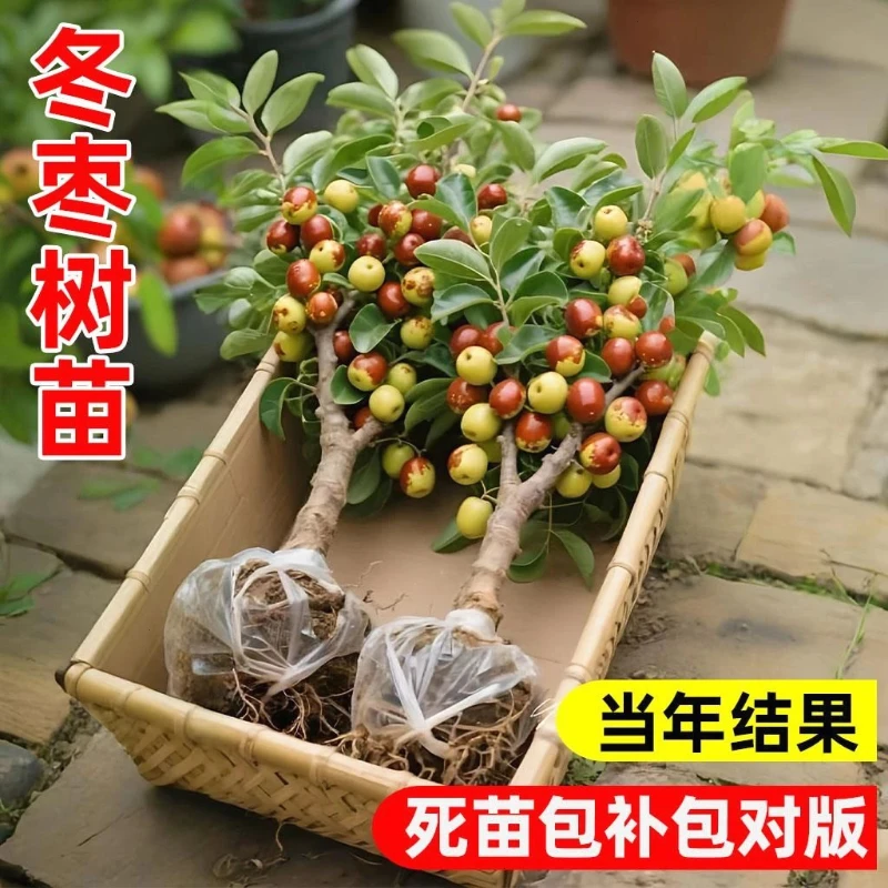 嫁接枣树活苗果树南方北方带土球种植冰糖枣特大超甜沾化冬枣苗树