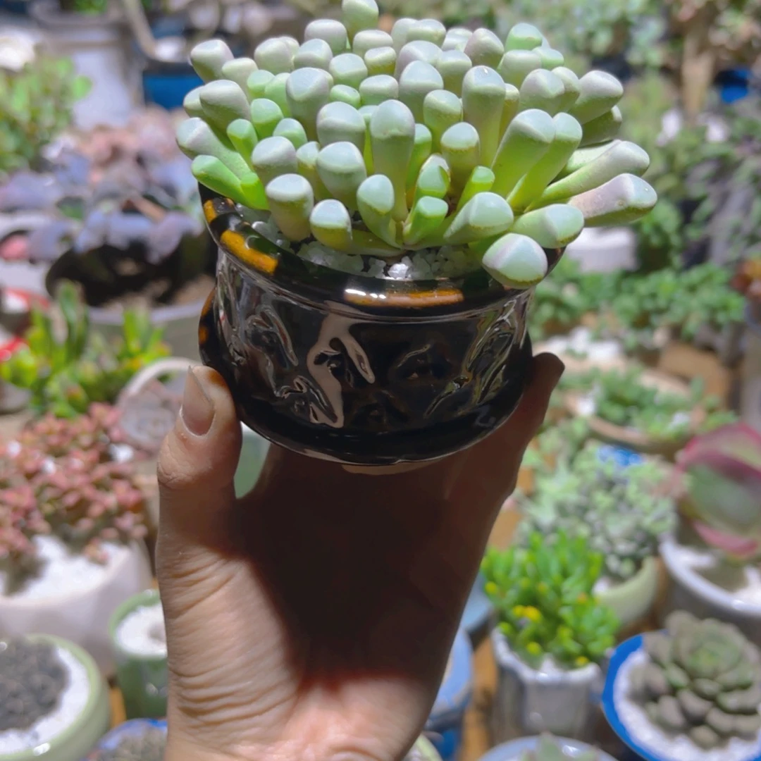 五十玲玉带盆新疆包邮