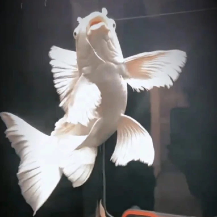 活体观赏鱼，测试链接