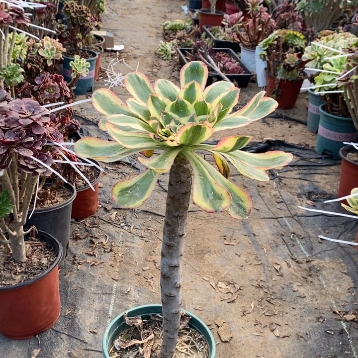 燕姿锦多肉植物17