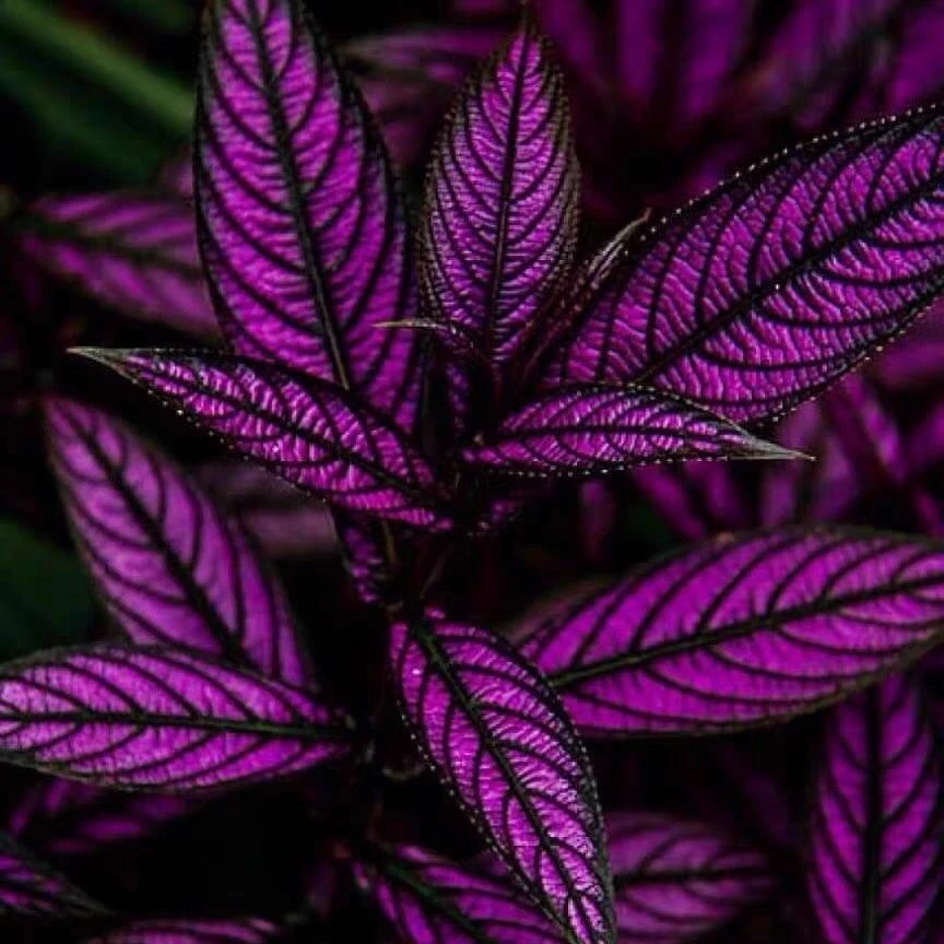 【新疆包邮】波斯红草红贝马蓝梦幻紫色叶观叶植物阳台耐阴耐晒盆栽