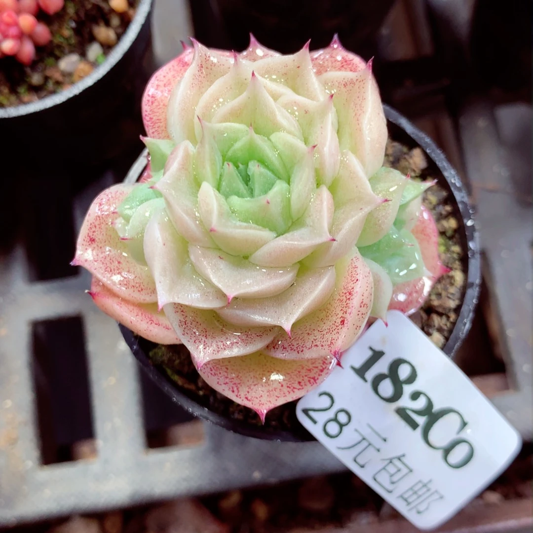 5厘米盆精控多肉182