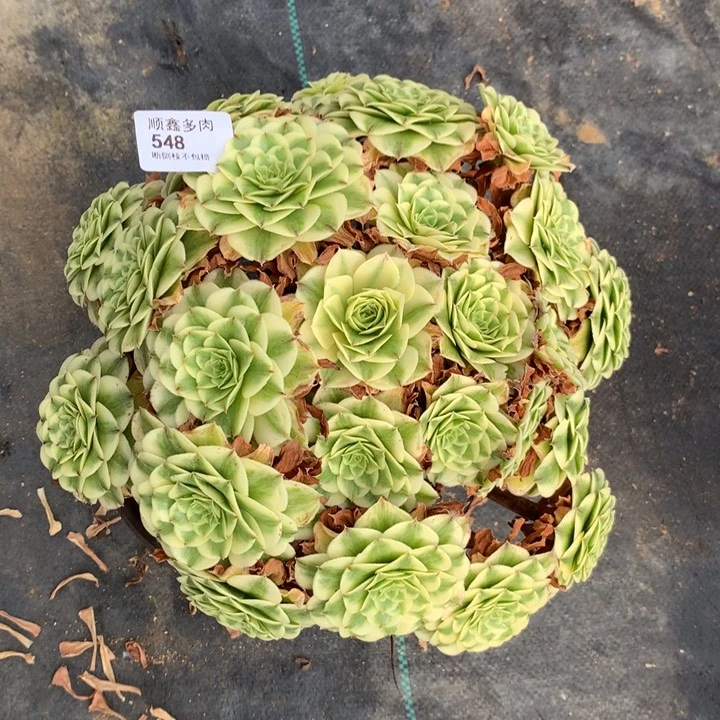 548碧浪多肉特价不售后