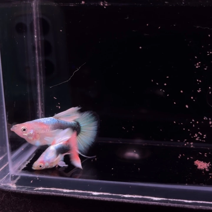 孔雀鱼圣诞球C1对