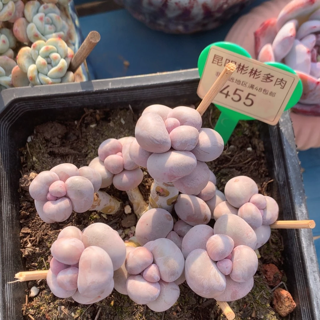 烟美人老桩无砍455