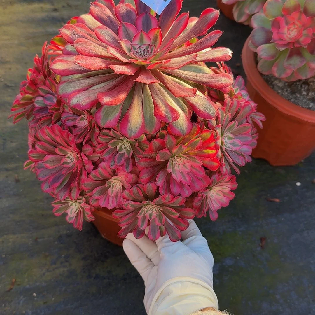 全部花朵桃****?1222红铜白444冠服24左右