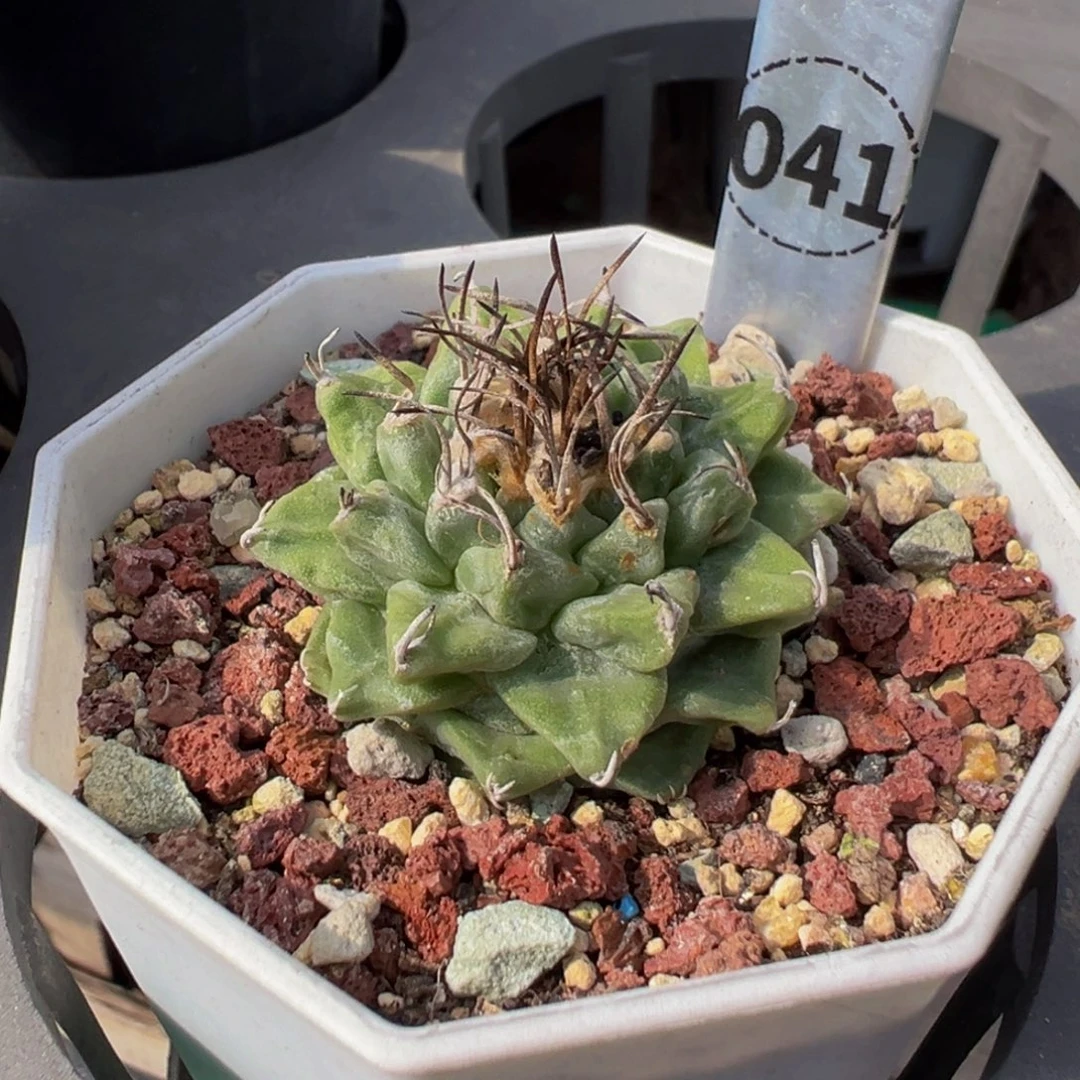 41实生根赤花娇丽多肉植物带盆土