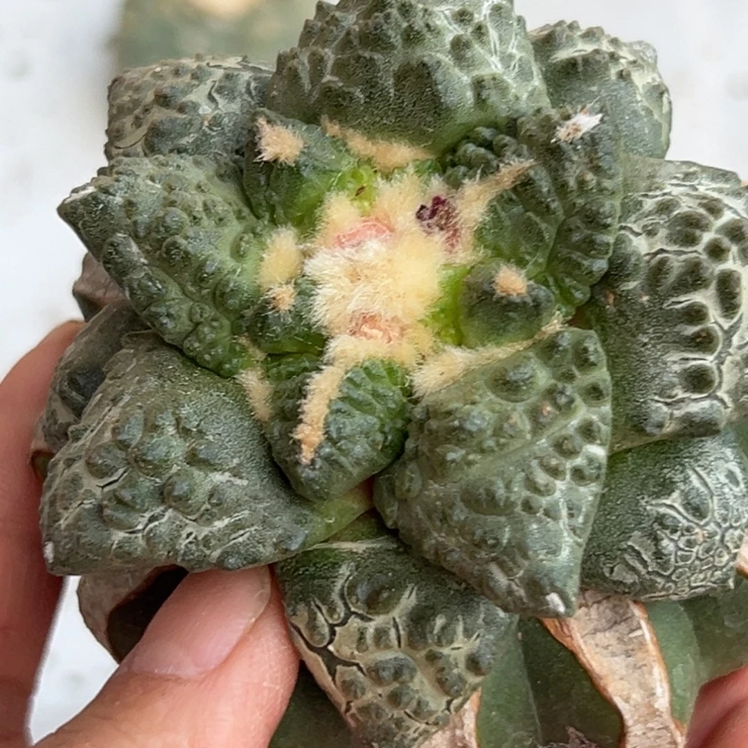 23 仙人球的比赛将于