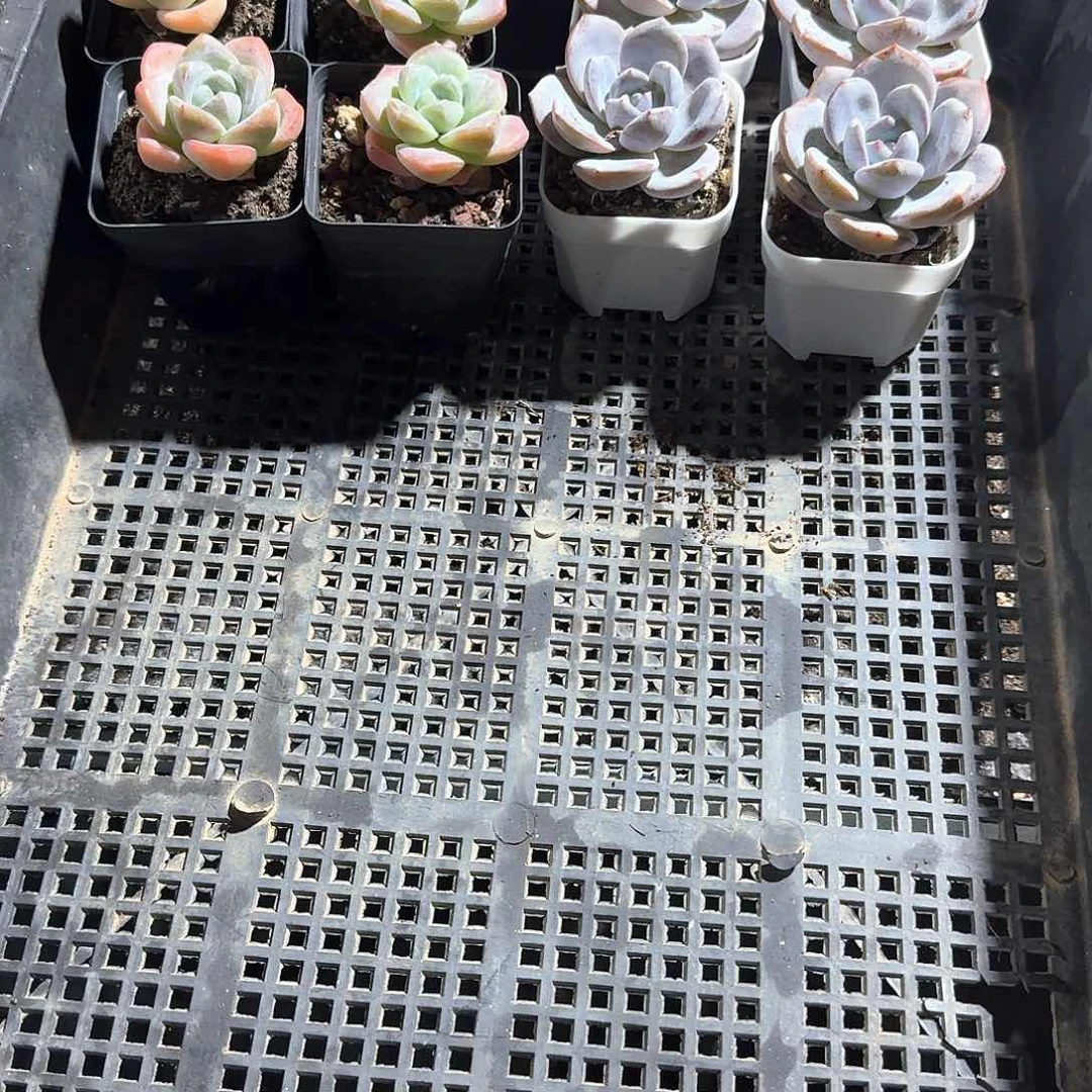 蔷薇一物一拍专拍