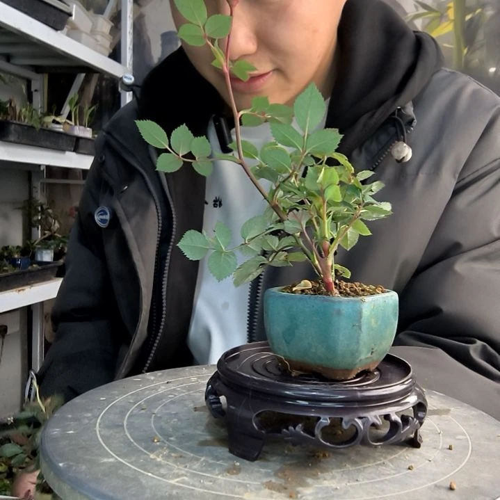 f***a小盆景小植物一物一拍464