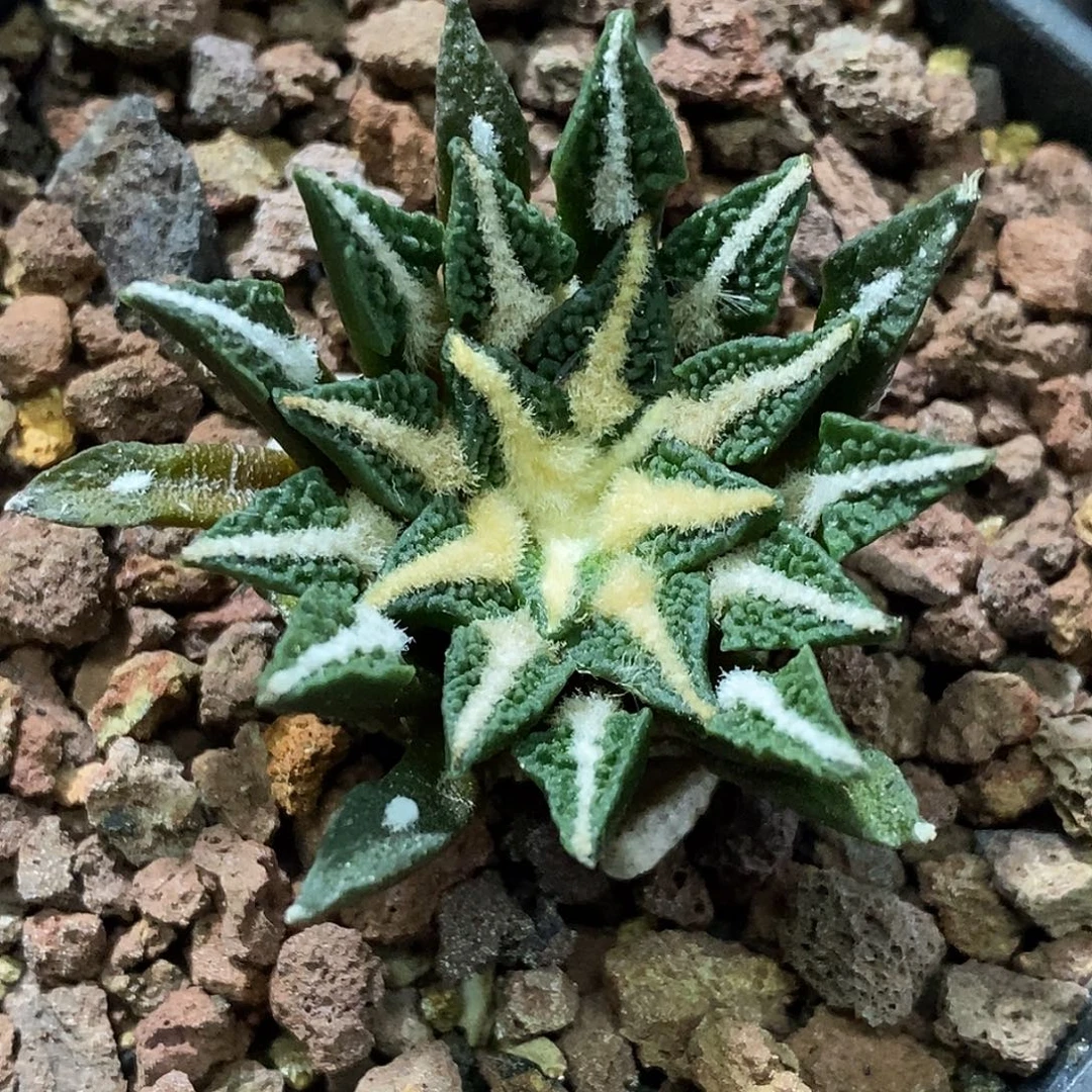 孤品实生特选大颗粒大尤黑牡丹3.8cm