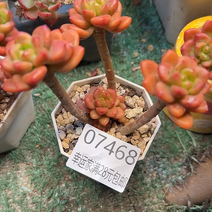 幸运儿是一位非常优秀幸运