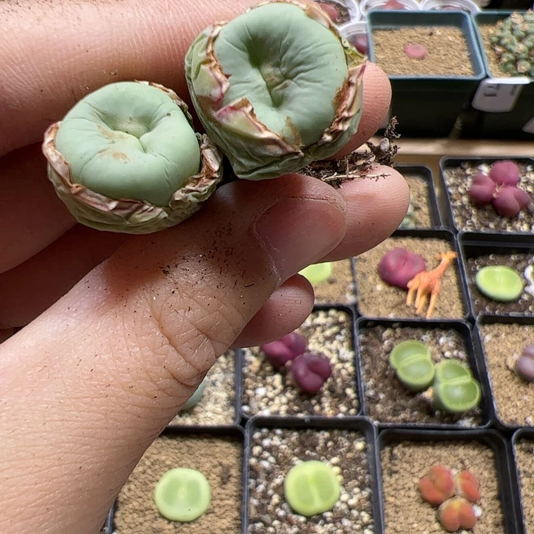 【闪购商品】377 秒