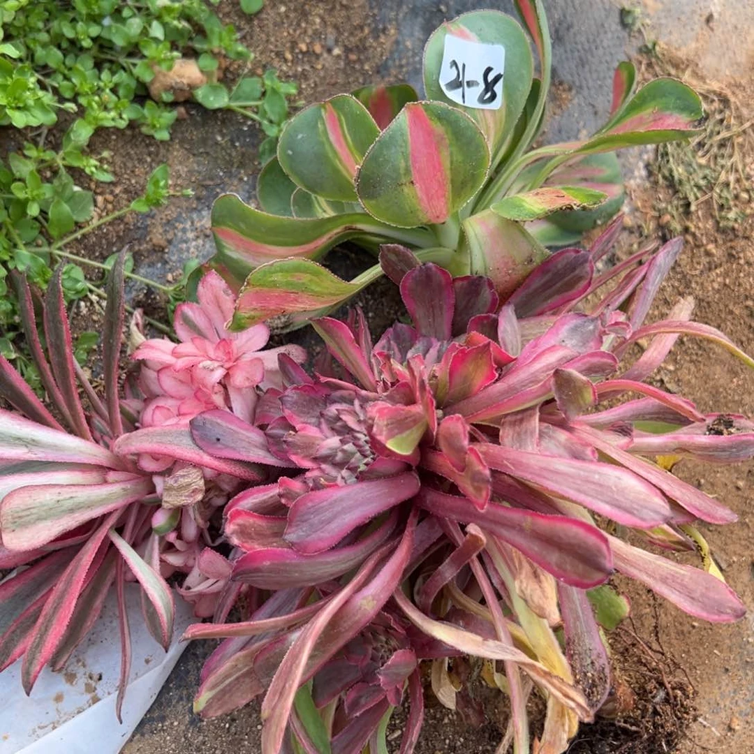 8三颗多肉植物紫