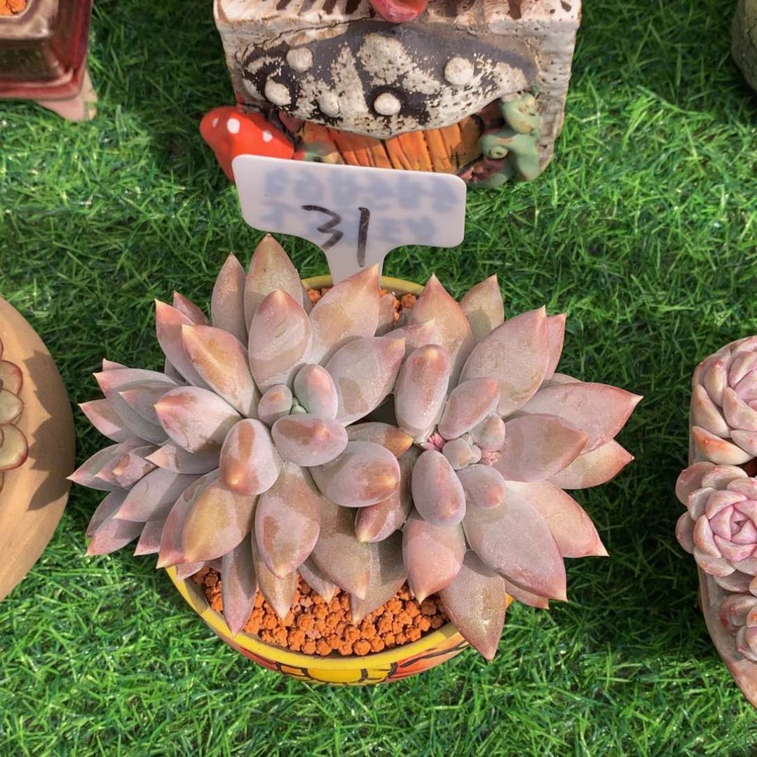 大****馆哥特萝莉缀多肉植物6267272