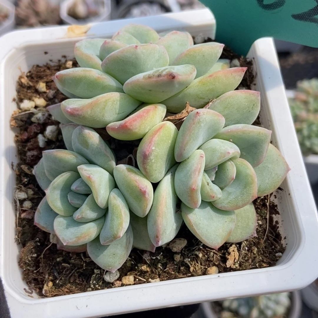 1562泡芙多肉植物保护