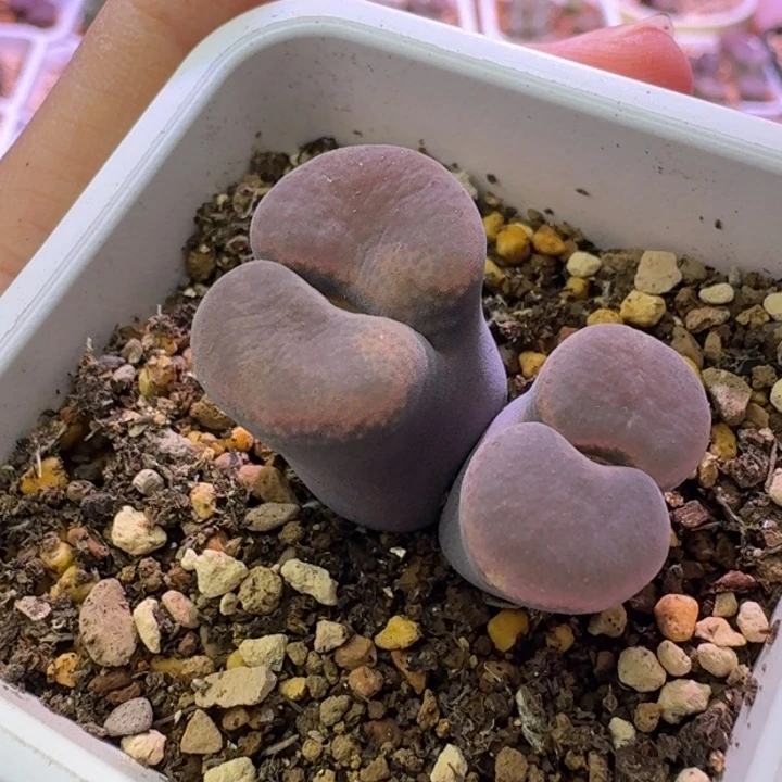 专拍双头风铃一物一拍