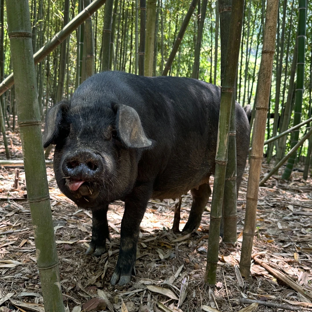 【鲜黑猪肉拼单专用】偏偏黑生态千岛湖跑山黑土猪肉现称