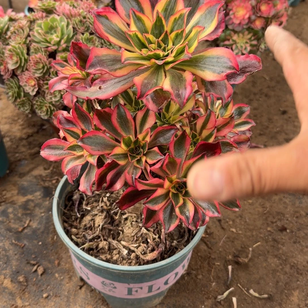 董***闹202 号一物一拍多肉18包邮