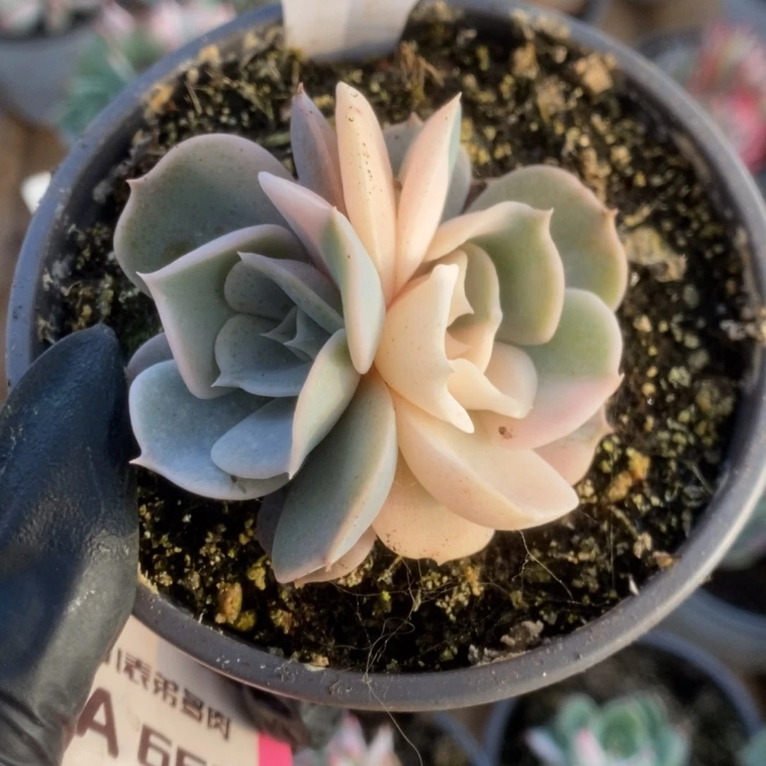 648双子座锦锦锦锦锦