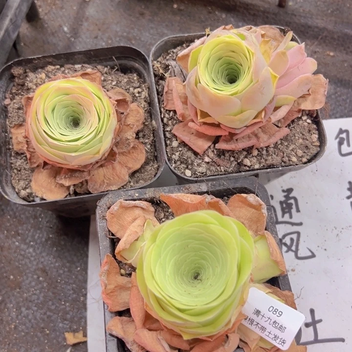 089 裸根不带土发货不包损