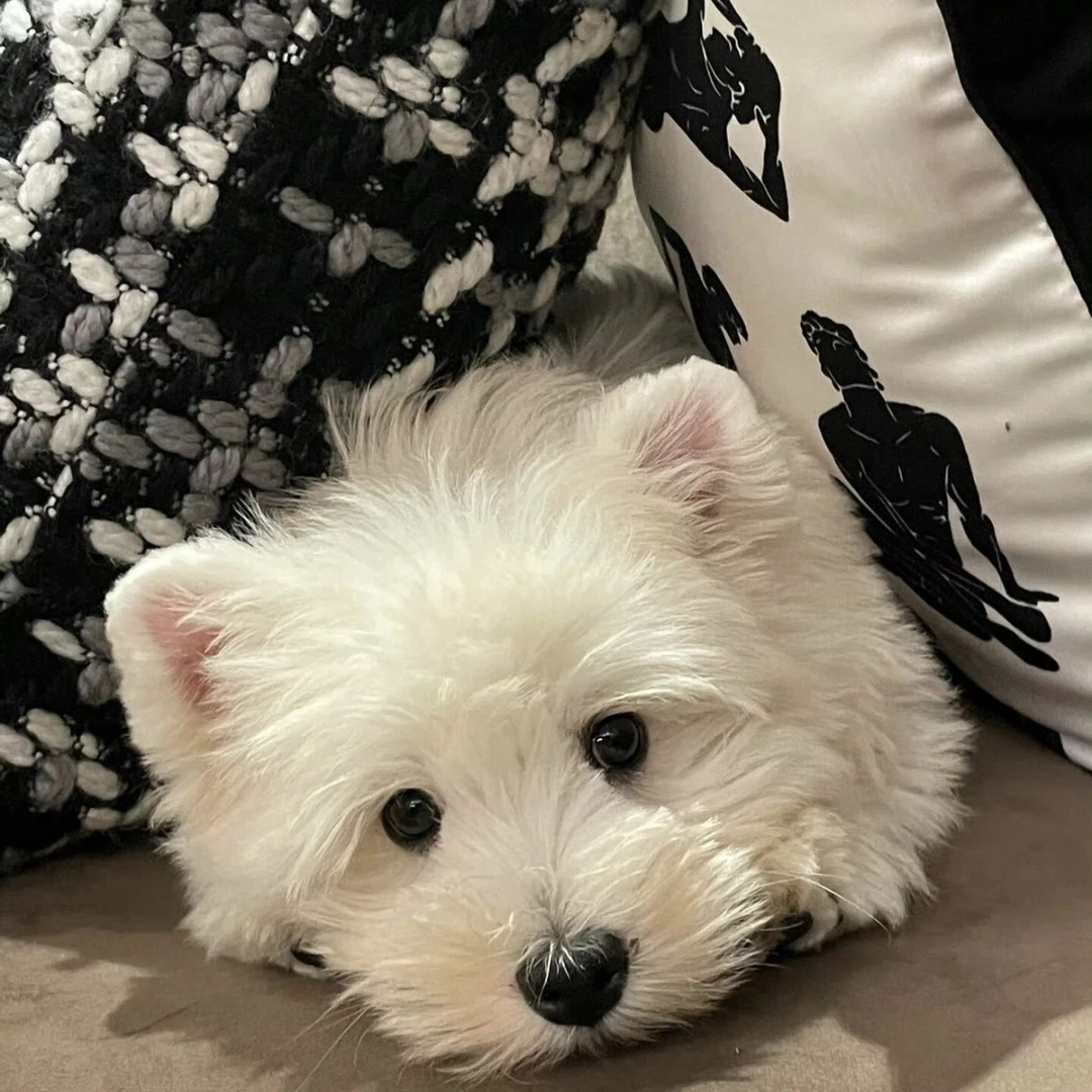 小雪家西高地白梗犬刚毛软毛软爆毛活体宠物狗狗