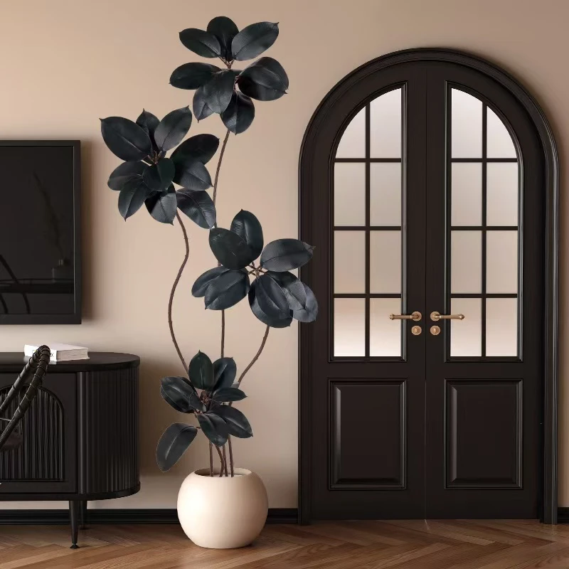 【一物一拍】橡皮树黑金刚可水培土培室内绿植四季阳台室内好看植物