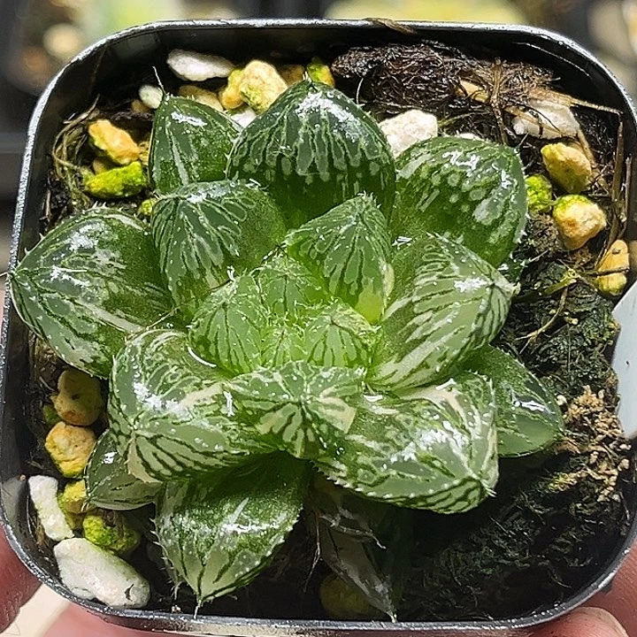 424大叶楼兰玉露锦