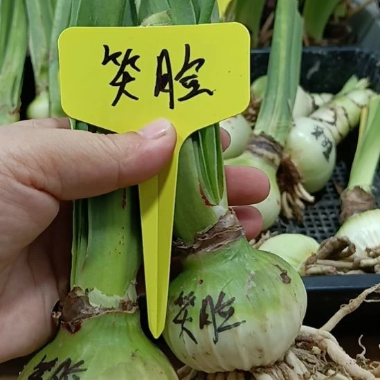 无花朵笑脸2个5十