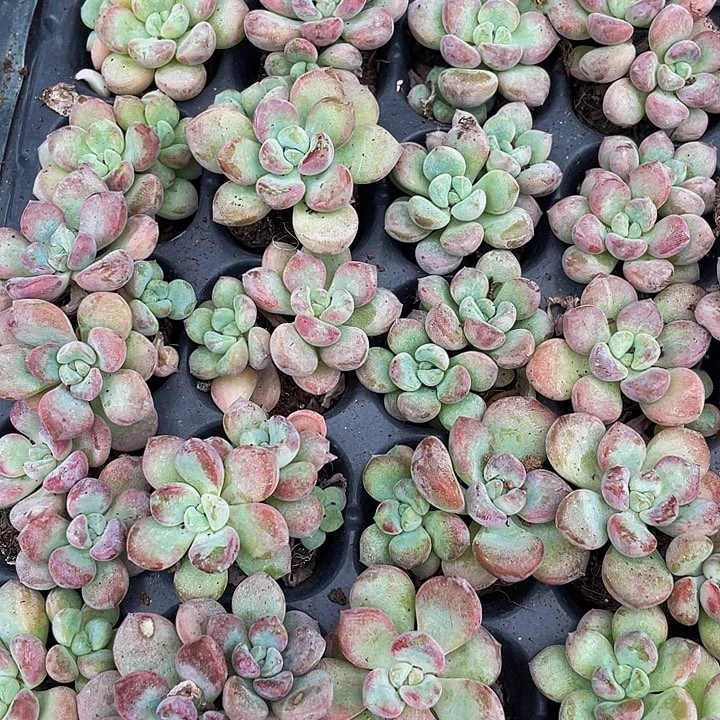 小花瓣路1元带土发货
